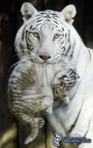 biely-tiger.jpg